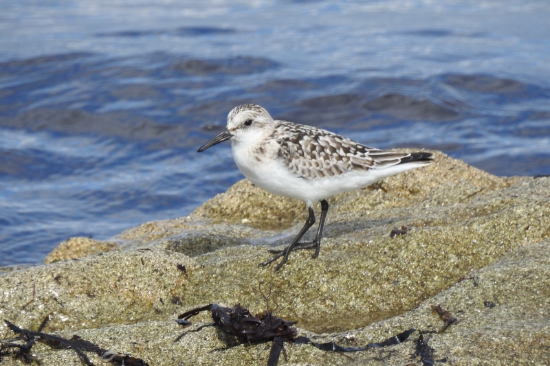 Photo Oiseaux Bécasseau sanderling (Calidris alba)