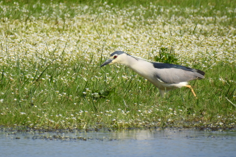 Photo Oiseaux heron bihoreau gris