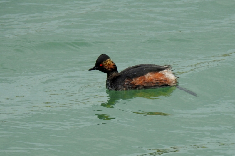 Photo Oiseaux Grèbe à cou noir (Podiceps nigricollis)