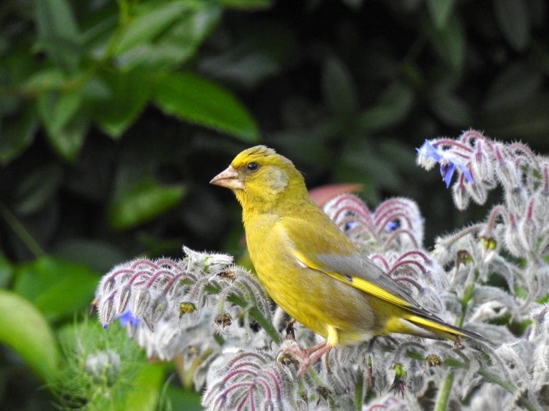 Photo Oiseaux Verdier d'europe