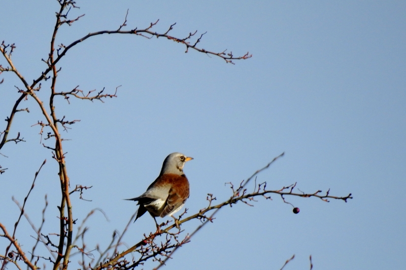 Photo Oiseaux Grive litorne (Turdus pilaris)