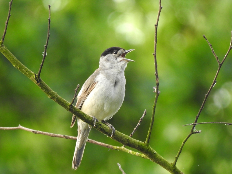 Photo Oiseaux fauvette a tête noire ( mâle )