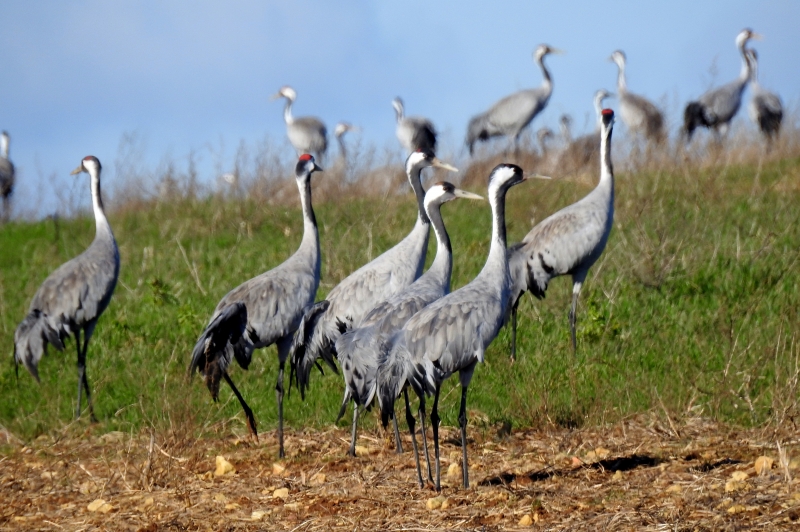 Photo Oiseaux grues cendres