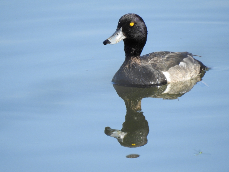 Photo Oiseaux Fuligule morillon mâle