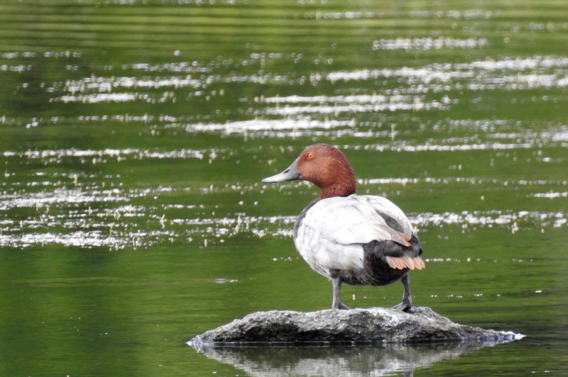 Photo Oiseaux Fuligule milouin mâles