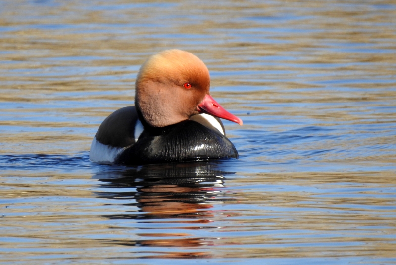 Photo Oiseaux Nette rousse