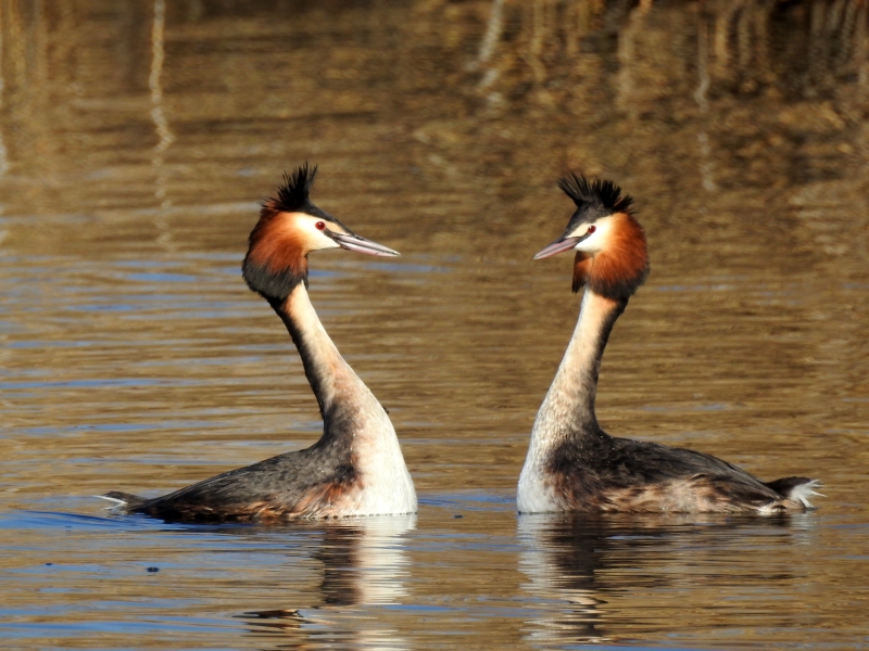 Photo Oiseaux Grèbes huppé en parade