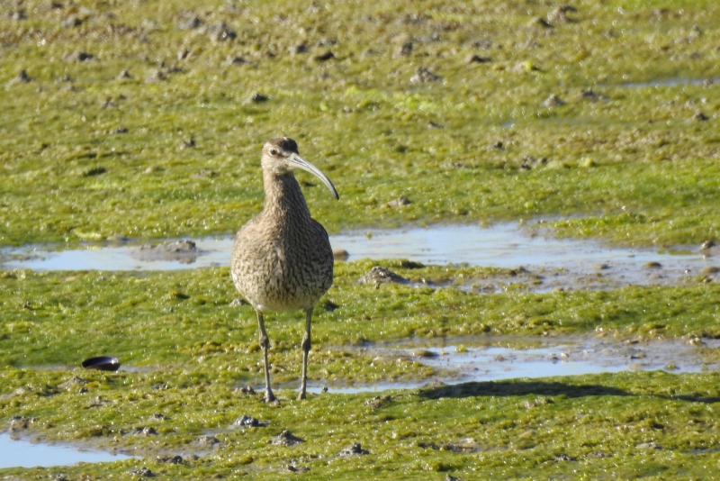 Photo Oiseaux Courlis corlieu (Numenius phaeopus)