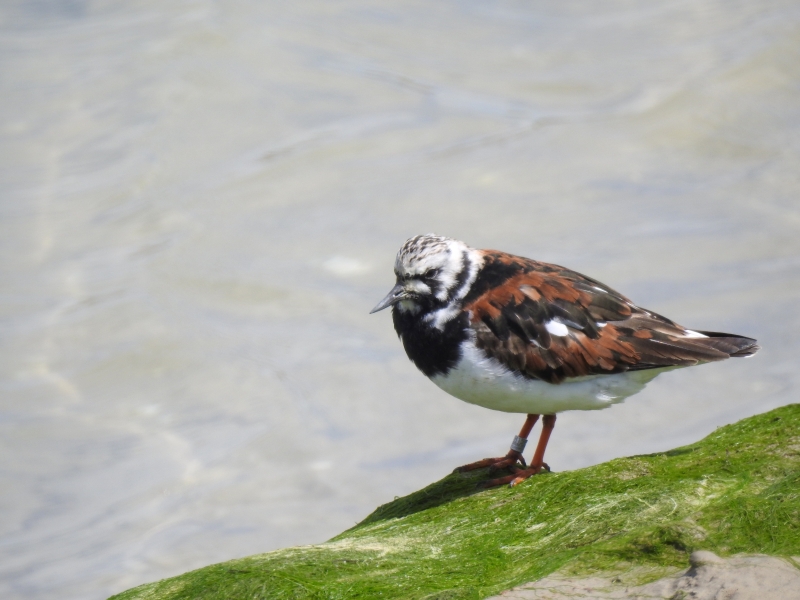 Photo Oiseaux Tournepierre à collier (Arenaia interpres)