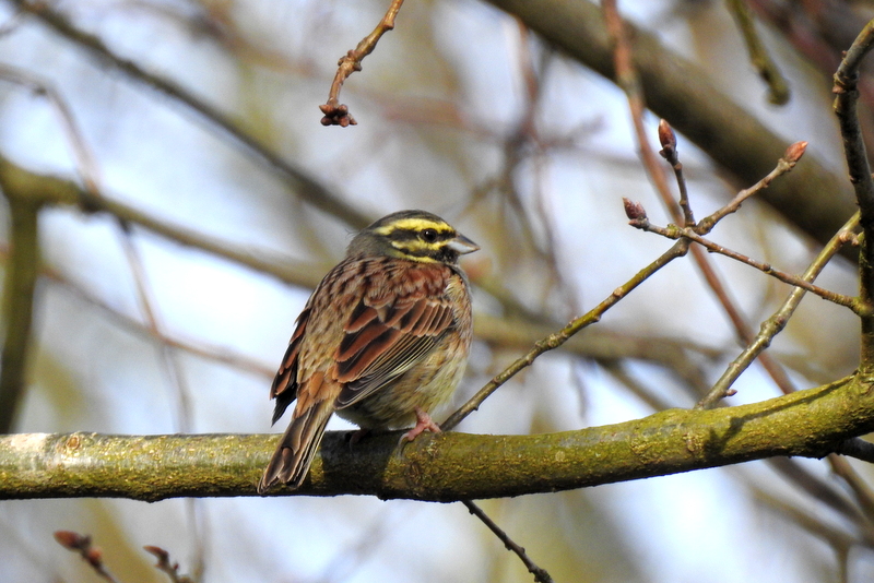 Photo Oiseaux Bruant zizi