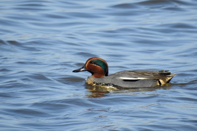 Photo Oiseaux Sarcelle d''hiver mâle