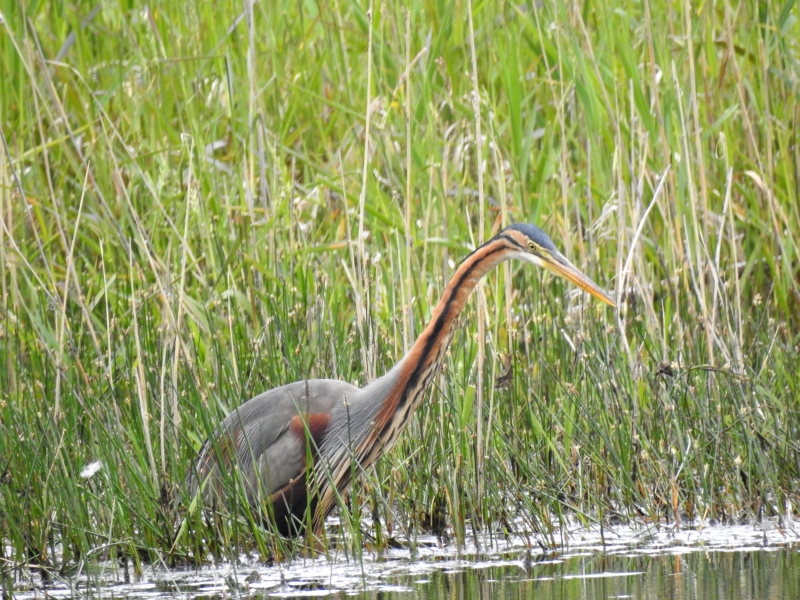 Photo Oiseaux Héron pourpré (Ardea purpurea)