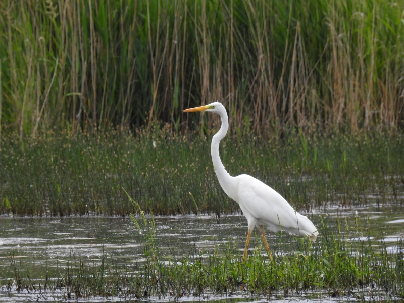 Photo Oiseaux Grande aigrette