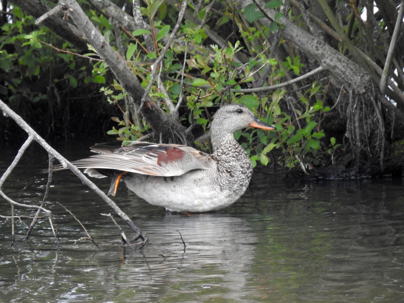 Photo Oiseaux Canard chipeau mâle