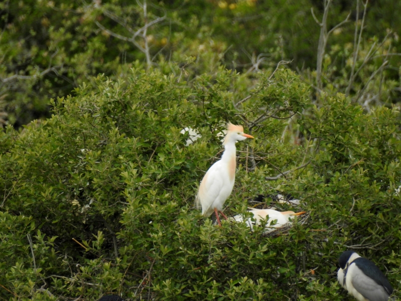 Photo Oiseaux heron garde boeuf