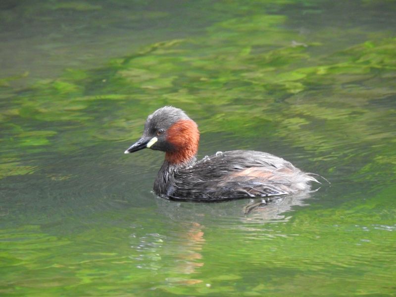 Photo Oiseaux Grèbe castagneux