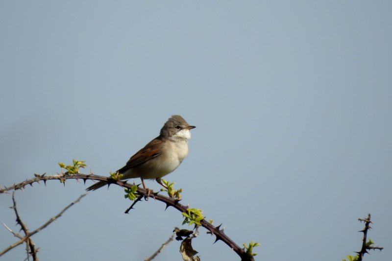 Photo Oiseaux Fauvette grisette