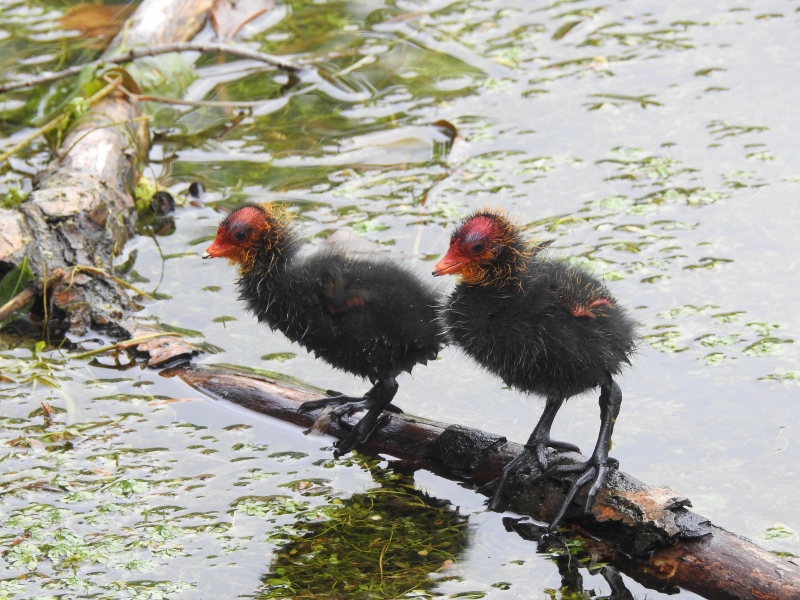 Photo Oiseaux Foulques macroules poussins