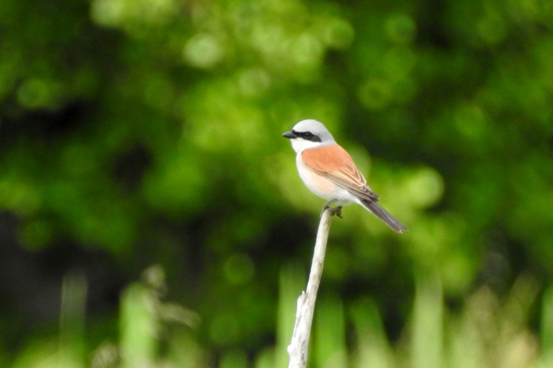 Photo Oiseaux pie grièche écorcheur