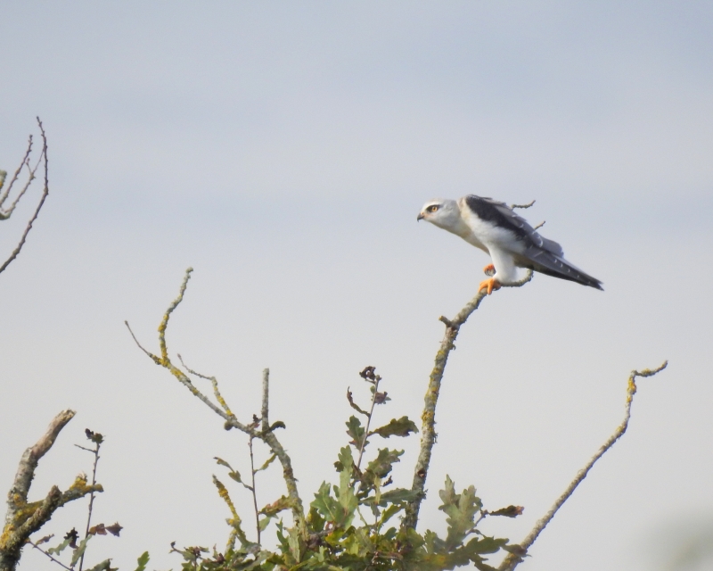 Photo Oiseaux Elanion blanc (Elanus caeruleus)