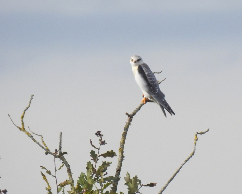 Photo Oiseaux Elanion blanc (Elanus caeruleus)