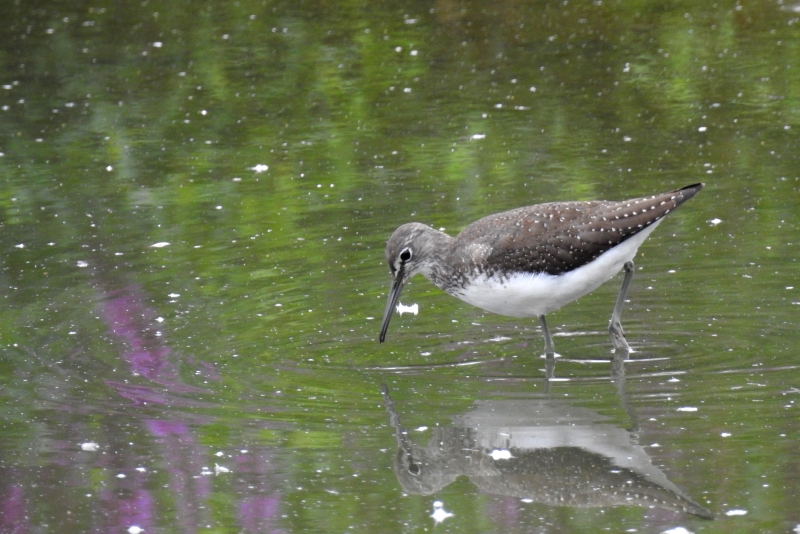 Photo Oiseaux Chevalier culblanc (Tringa ochroprus)