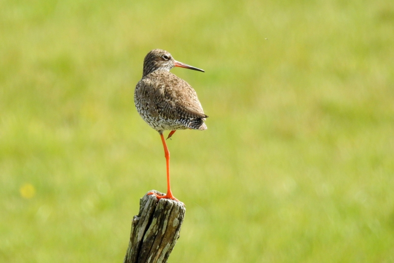 Photo Oiseaux Chevalier gambette (Tringa totanus)