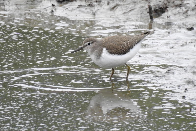 Photo Oiseaux Chevalier guignette (Actitis hypoleucos)