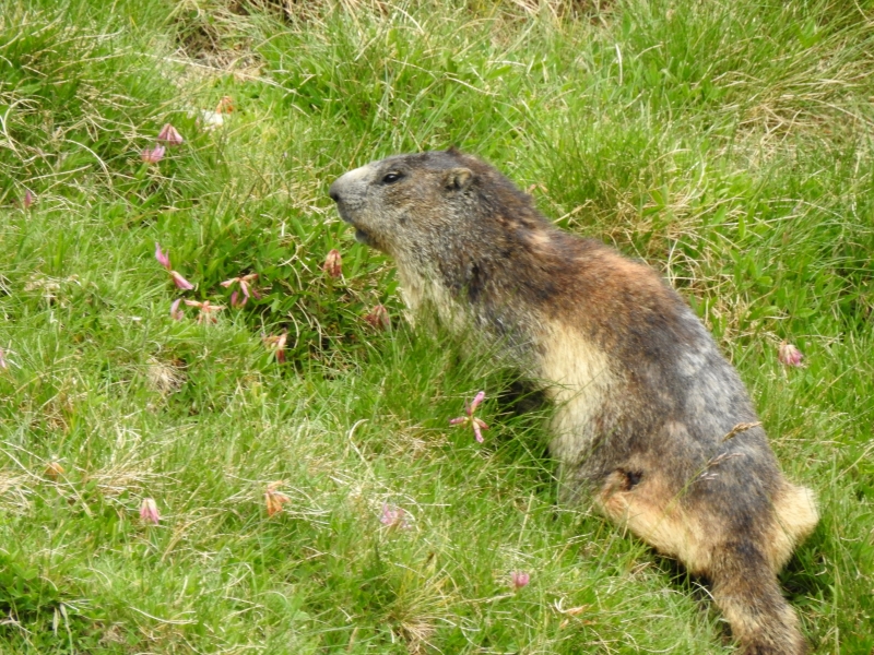 Photo Mammifères Marmotte (Marmota marmota)