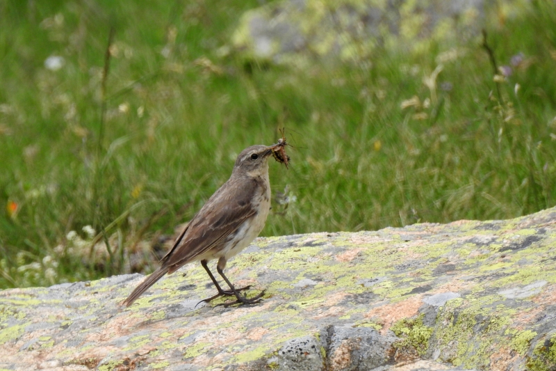 Photo Oiseaux Pipit spioncelle (Anthus spinoletta)