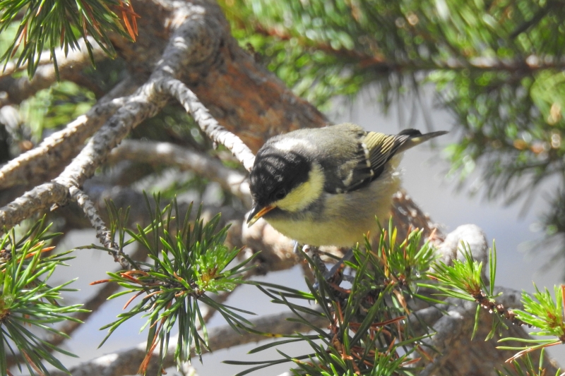 Photo Oiseaux Mésange noire (Periparus ater)