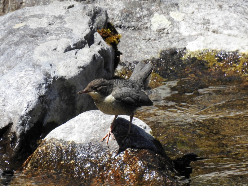 Photo Oiseaux cincle plongeur juvénile