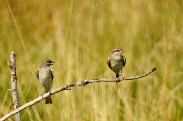 Photo Oiseaux pie grièche écorcheur juvénile