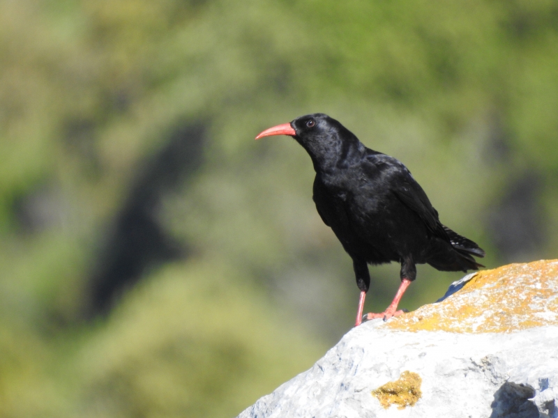 Photo Oiseaux crave à bec rouge