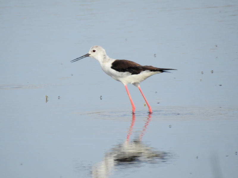 Photo Oiseaux Echasse Blanche (Himantopus himantopus)