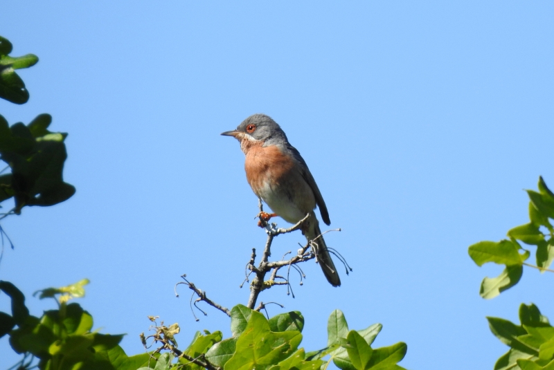 Photo Oiseaux fauvette passerinette