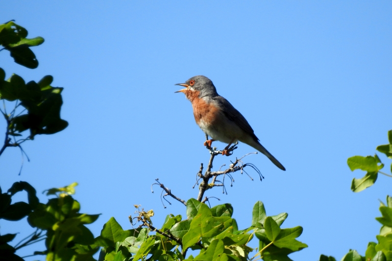 Photo Oiseaux fauvette passerinette