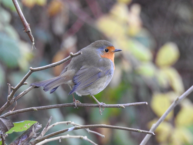 Photo Oiseaux rouge gorge