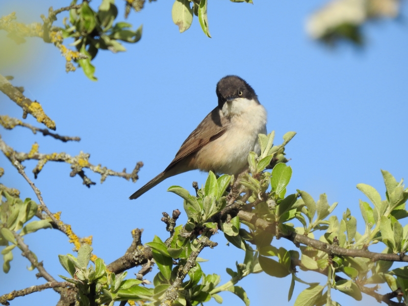 Photo Oiseaux fauvette orphée