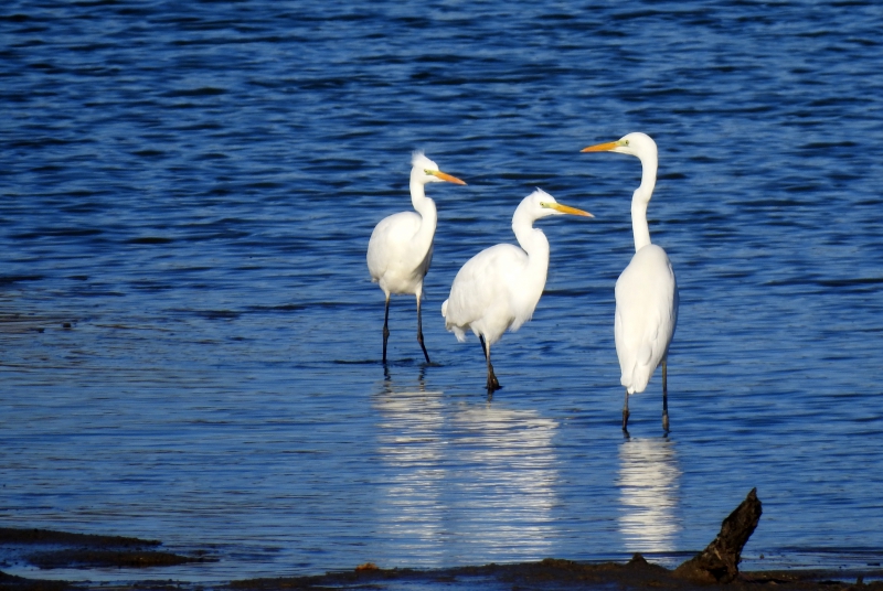 Photo Oiseaux Grande aigrette