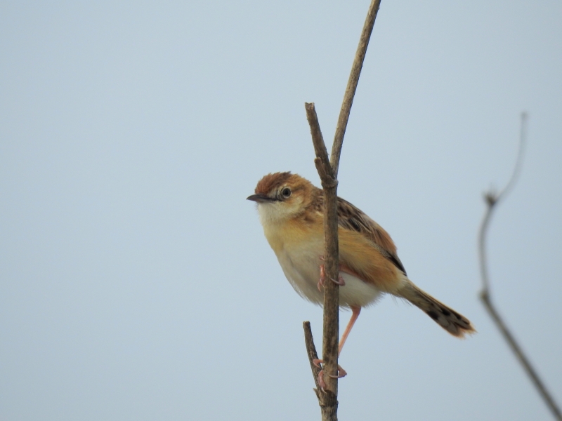 Photo Oiseaux Cisticole des joncs (Cisticola juncidis)