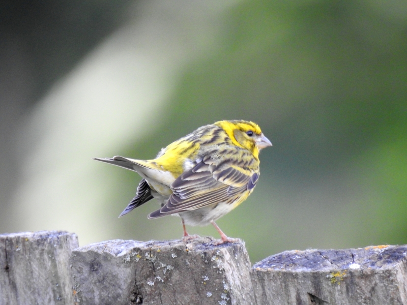 Photo Oiseaux serin cini (Serinus serinus)