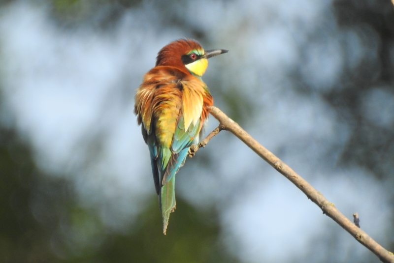 Photo Oiseaux guepier d'europe