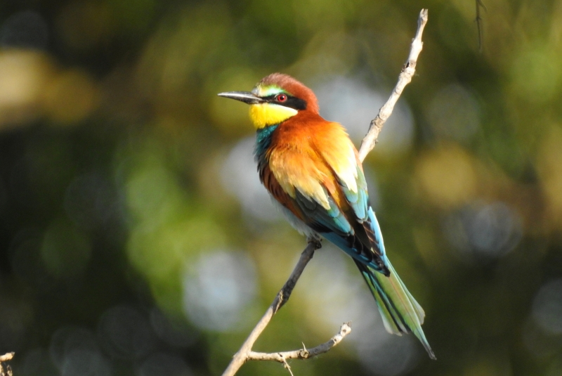 Photo Oiseaux guepier d'europe