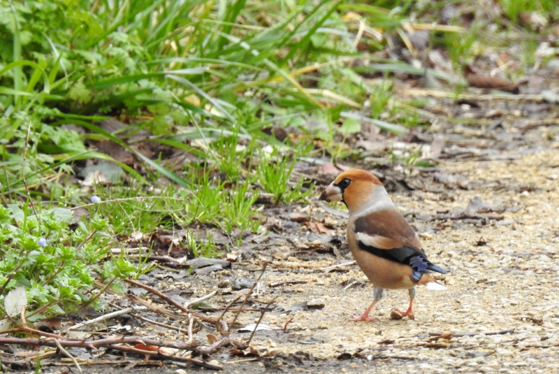 Photo Oiseaux Grosbec casse-noyaux (Coccothraustes coccothraustes)