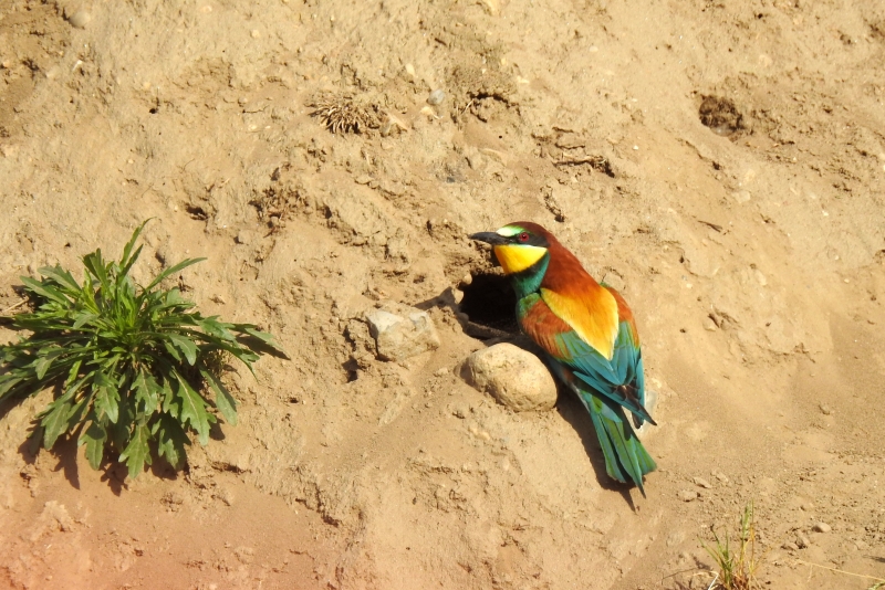 Photo Oiseaux guepier d'europe