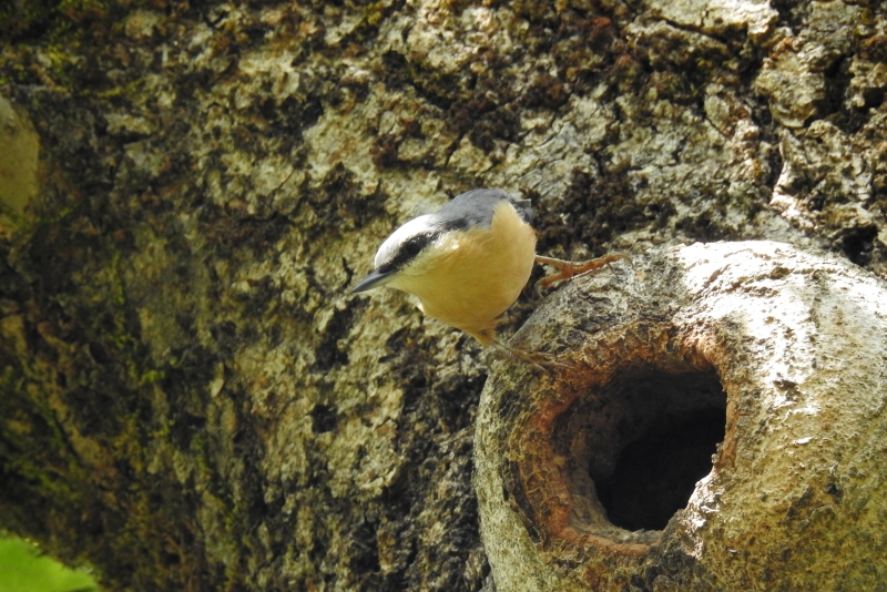 Photo Oiseaux Sitelle torchepot