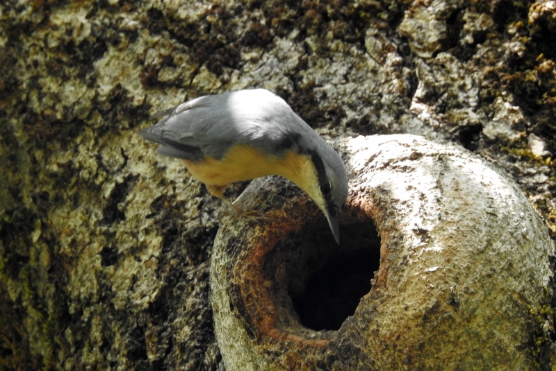 Photo Oiseaux Sitelle torchepot