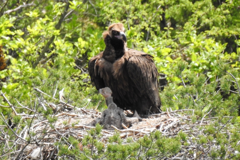 Photo Oiseaux vautour moine