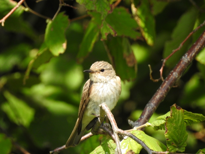 Photo Oiseaux gobe mouche gris